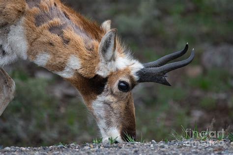 Pronghorn Sheep at the Roadside Photograph by LL Bradford - Pixels