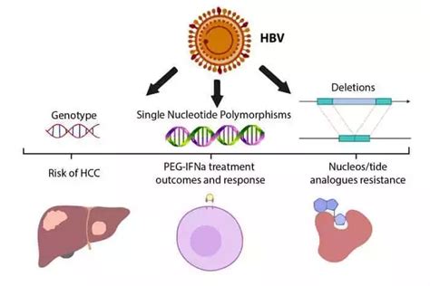 Understand what HBV-DNA viral load test is and why seroconversion ...