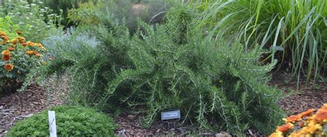 Insect on Edible Rosemary - UF/IFAS Extension Santa Rosa County