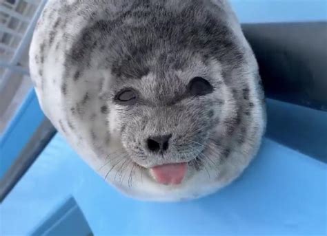 Smiling And Winking Baby Seal Sticking Tongue Out | Silly Baby Seal With Tongue Out | Know Your Meme