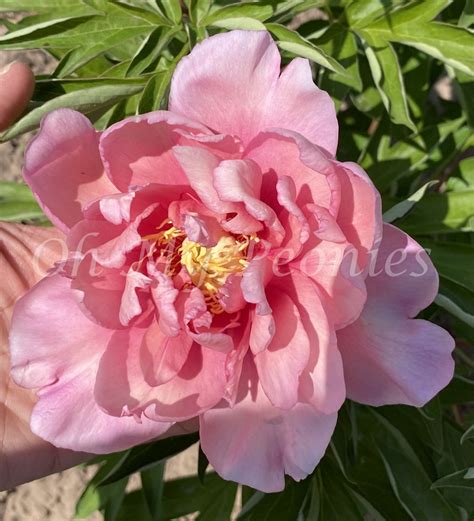 Strawberry Blush ITOH Peony