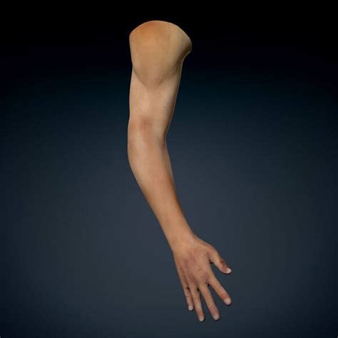 Human Male Arm Anatomy - 3D Model by CGShape