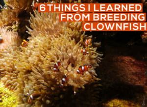 6 Things I Learned From Breeding Clownfish - Hackers' Reef