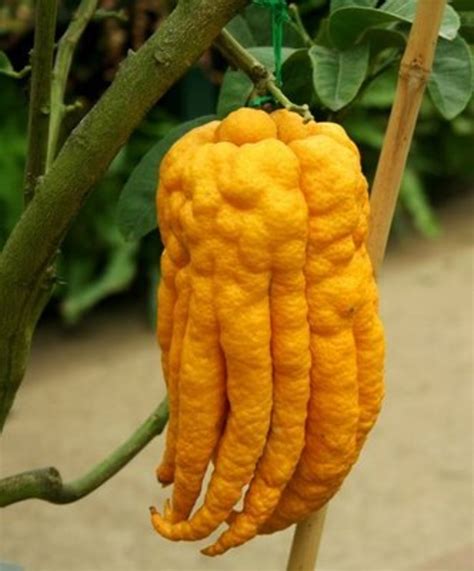 The World’s Weirdest and Most Exotic Fruits - Delishably