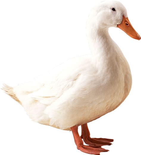 White Duck PNG Image | Duck and ducklings, White ducks, Duck