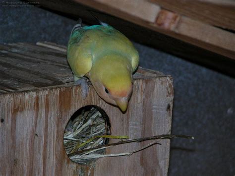 Bird In Everything: Lovebird Nest Box