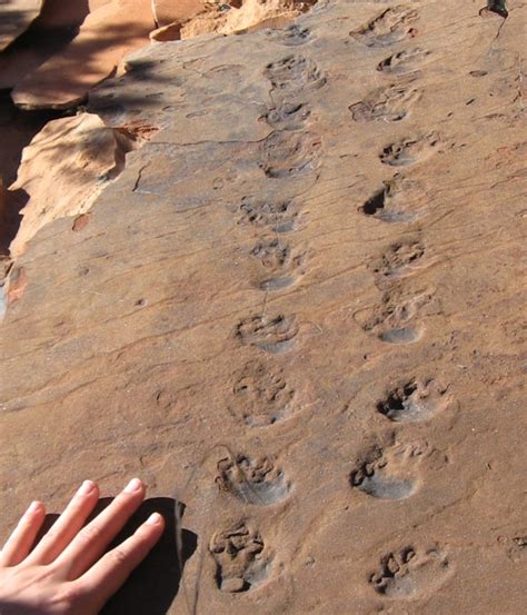 Reptile Trackway in Permian sandstone | AZGS