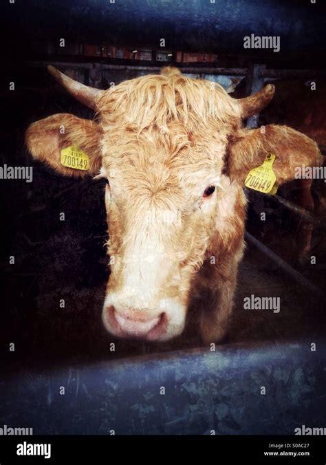 Cow for sale. Melton Mowbray cattle market, Leicestershire, England Stock Photo - Alamy