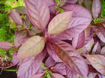 Alternanthera varieties - KERALA FLORA