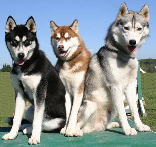 Siberian Huskies: What's Good About 'Em, What's Bad About 'Em