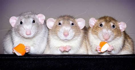 Ces 20 photos vous feront changer d'avis sur les rats - C'est fait maison