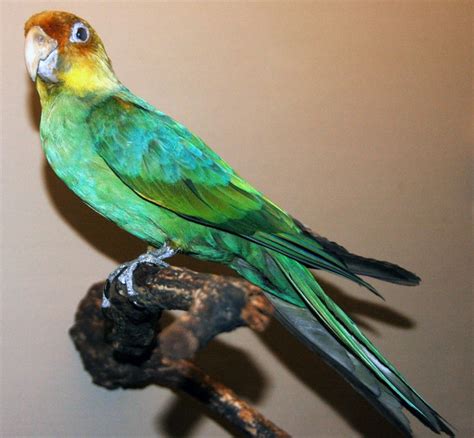 Carolina Parakeet – Ornithology