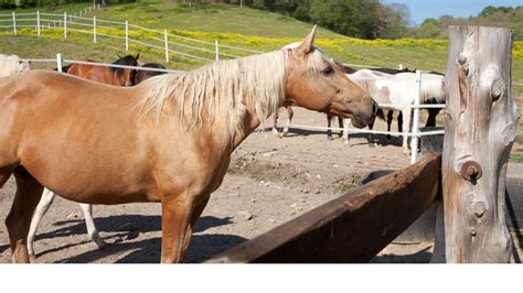 84 Palomino Horse Names For Males, Mares, And Dapples.