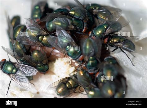 Green bottle flies laying eggs on BSE free liver at sterile maggot ...