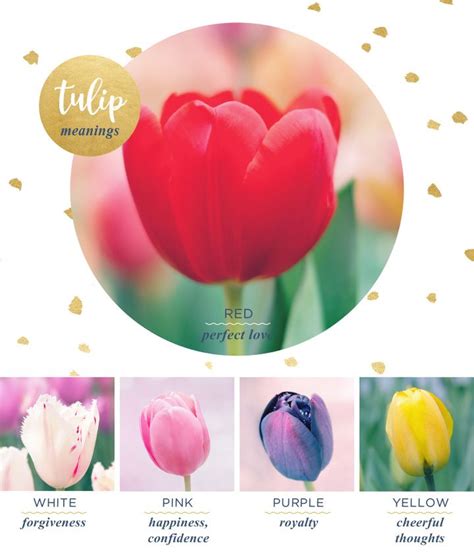 Tulip Meaning and Symbolism - FTD.com | Tulips meaning, Flower meanings ...