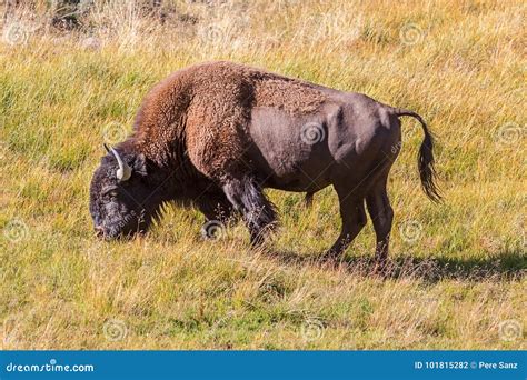 Bison Grazing in Yellowstone National Park Stock Photo - Image of grazing, grass: 101815282