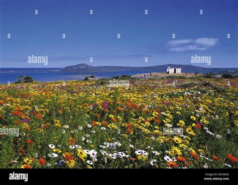 West coast flowers, South Africa Stock Photo - Alamy