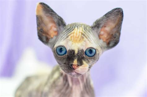 11 Hairless Cat Breeds - Meet Extraordinary Kitties