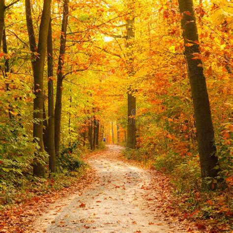 Pathway In The Autumn Forest Stock Photo - Image of nature, colorful: 25866382