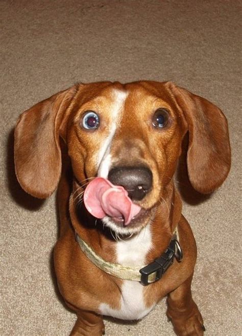 A Funny Gallery of Dogs Sticking Out Their Tongues