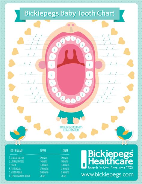 47 HQ Photos Cat Baby Teeth Chart - 38 Printable Baby Teeth Charts & Timelines ᐅ TemplateLab ...