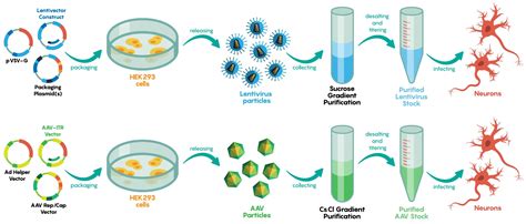 3.6 Viral Mediated Delivery of Genes to Neurons – Neuroscience ...