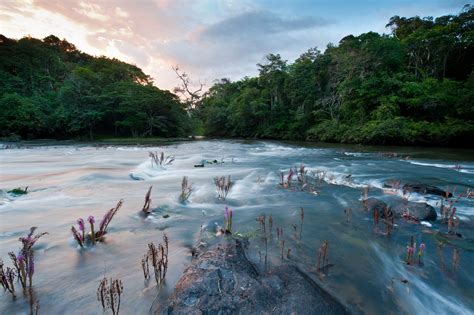 Guiana Amazonian Park | Parc national, Parc, Amazonienne