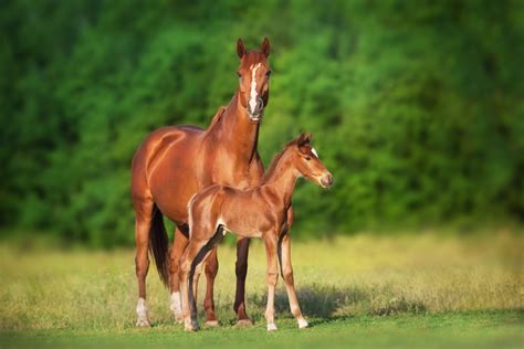 A surprising reason for foal rejection