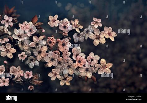 Cherry blossoms at night, Kyoto, Japan Stock Photo - Alamy