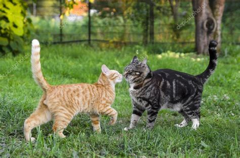 Two cats playing in the garden — Stock Photo © Aqvamarine #62612137