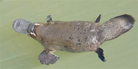 Platypus Symbolism; A message - Spirit Animal Totems