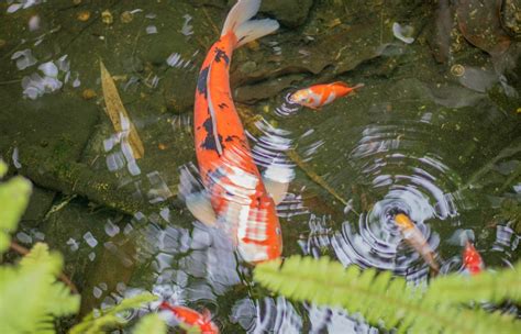 BIG FISH IN A SMALL POND | Andrea Mai