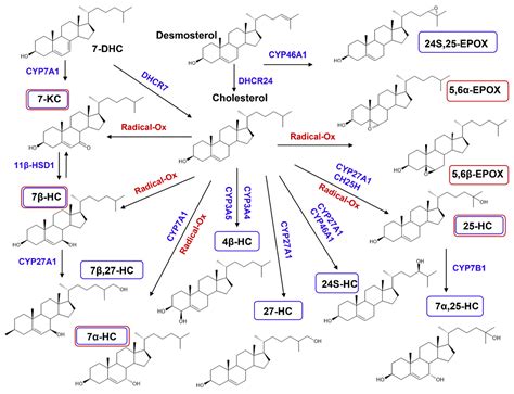 IJMS | Free Full-Text | The Impacts of Cholesterol, Oxysterols, and ...