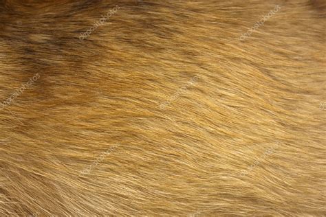 Dog fur close up Stock Photo by ©mythja 3358954