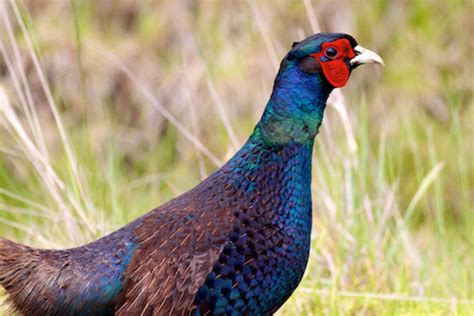 Green Pheasant – birdfinding.info