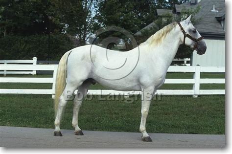 Lipizzan | Lipizzan, Horses, Show horse