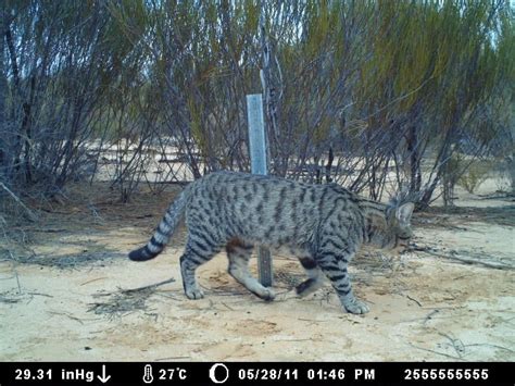 Feral cats in isolated regions of the Australian outback are naturally growing to the sizes of ...