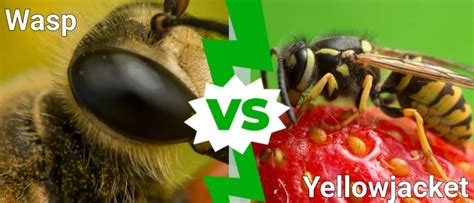 Wasp vs Yellow Jacket: 5 Key Differences Explained - A-Z Animals