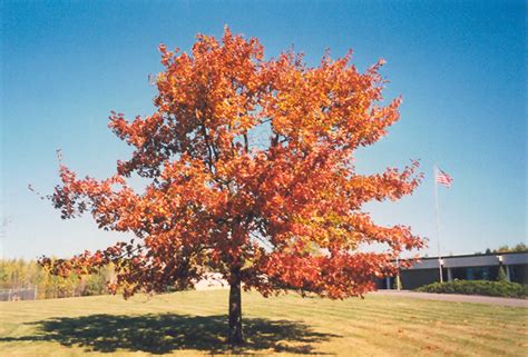 Northern Red Oak (Quercus rubra) in Inver Grove Heights, Minnesota (MN) at Gertens