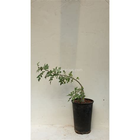 Buy Bursera fagaroides with Canarius