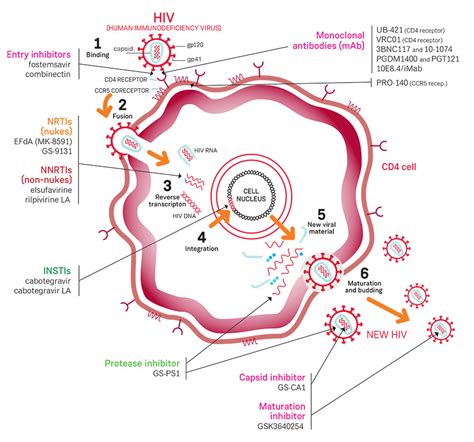 [DIAGRAM] Manta Ray Life Cycle Diagram - MYDIAGRAM.ONLINE