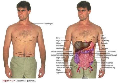 Abdominal Emergencies for EMS Personell – Emts and Paramedics of ...