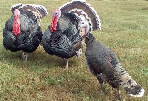 Heritage (Standard) Bronze Turkey Poults | Cackle Hatchery®