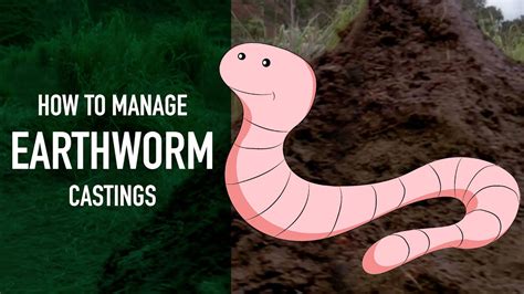 How to Manage Earthworm Castings - YouTube