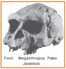 Jenis-Jenis Manusia Purba di Indonesia (Meganthropus, Pithecanthropus, Homo Soloensis dan ...