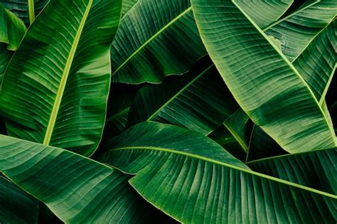 Premium Photo | Green banana leaf texture background