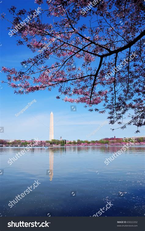 Cherry Blossom And Washington Monument Over Lake, Washington Dc. Stock ...