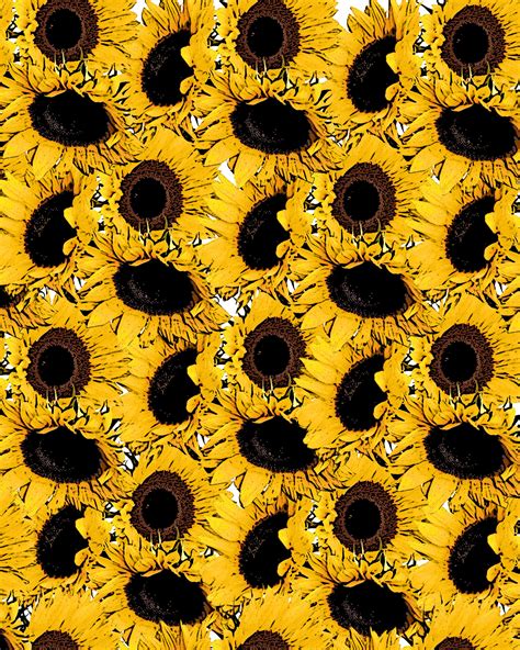 Yellow Sunflower Background Free Stock Photo - Public Domain Pictures