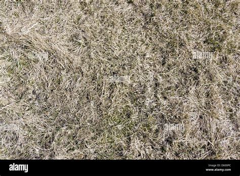 Dry yellow grass background Stock Photo - Alamy