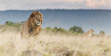 Lion Conservation & Endangered Status | David Shepherd Wildlife Foundation